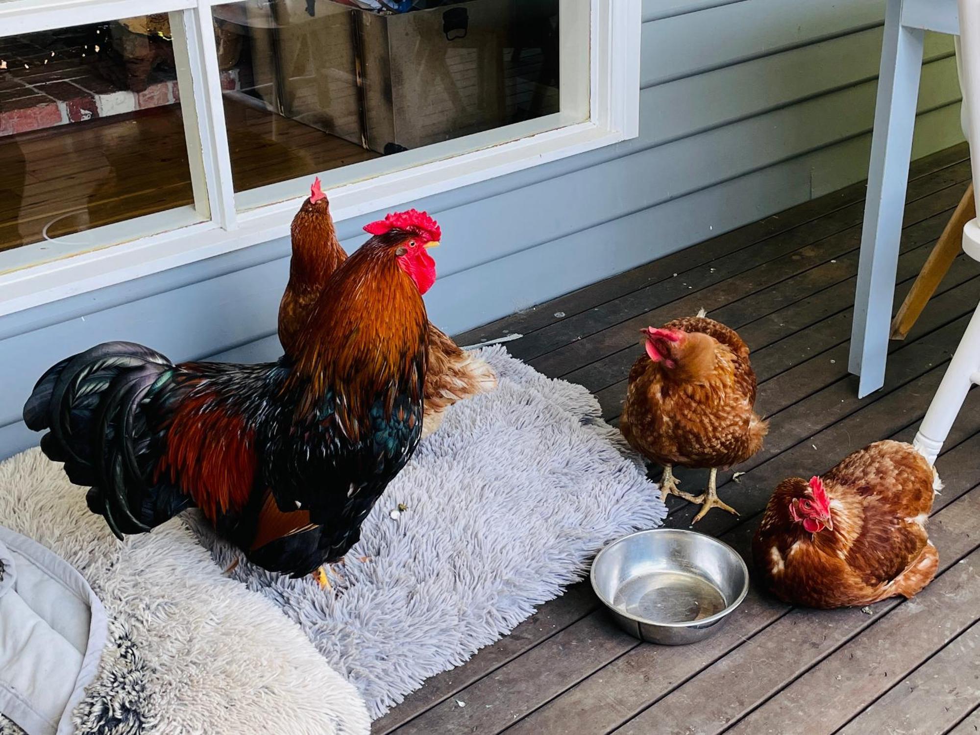 Farm Stay Maple Cottage At Wilindi Estate Tyabb Buitenkant foto