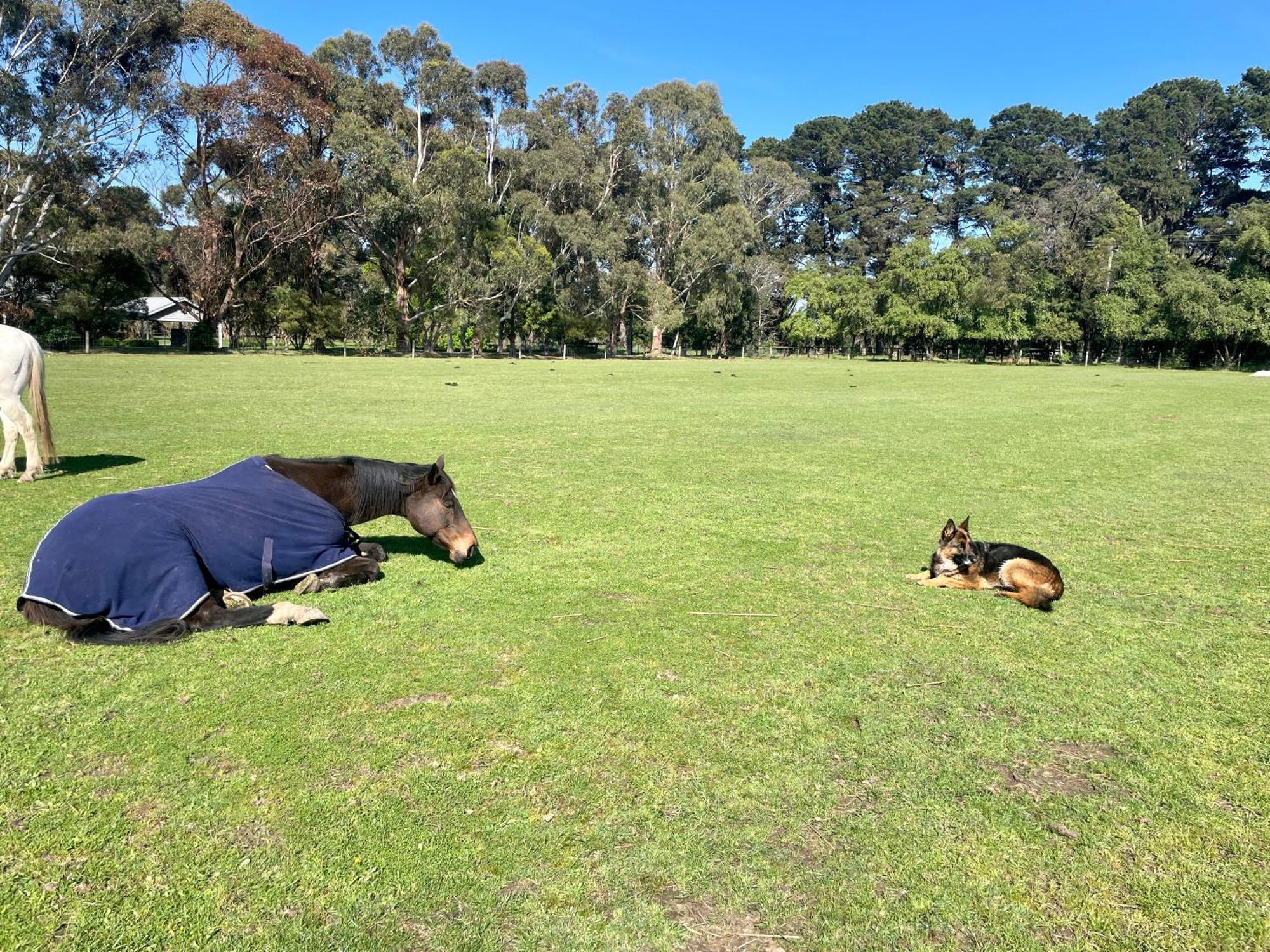 Farm Stay Maple Cottage At Wilindi Estate Tyabb Buitenkant foto